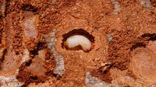Larve des Zwölfzähnigen Borkenkäfers (Ips sexdentatus)