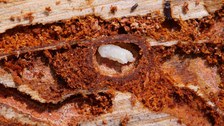 Puppe des Zwölfzähnigen Kiefernborkenkäfers (Ips sexdentatus)