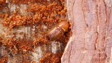 Imago des Zwölfzähnigen Kiefernborkenkäfers (Ips sexdentatus)
