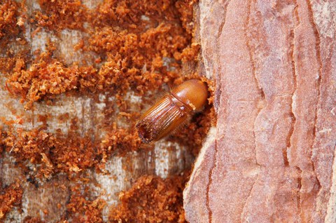 Imago des Zwölfzähnigen Kiefernborkenkäfers (Ips sexdentatus)