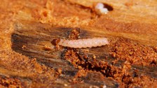 Borkenkäferantagonisten: Larve des Ameisenbuntkäfers (Thanasimus formicarius) im Brutbild des Zwölfzähnigen Kiefernborkenkäfers (Ips sexdentus)
