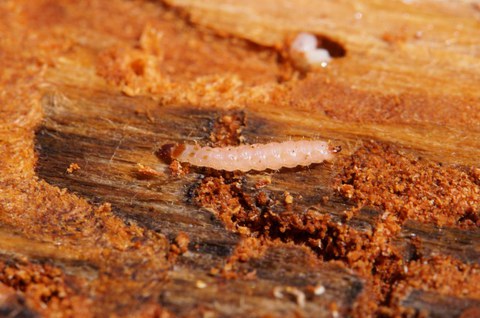 Borkenkäferantagonisten: Larve des Ameisenbuntkäfers (Thanasimus formicarius) im Brutbild des Zwölfzähnigen Kiefernborkenkäfers (Ips sexdentus)