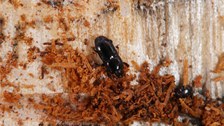 Borkenkäferantagonisten: Imago eines Stutzkäfers (Paromalus spec.) im Brutbild des Zwölfzähnigen Kiefernborkenkäfers (Ips sexdentatus) 