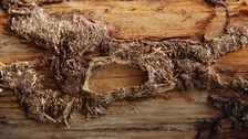 Puppenwiege eines Bockkäfers