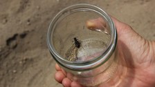 Die Sandflächen des ehemaligen Truppenübungsplatz sind ideales Habitat für Sandlaufkäfer (Cicindela spec.)
