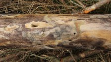Larvenfraßbild und Ausbohrloch des Bäckerbocks (Monochamus galloprovincialis)