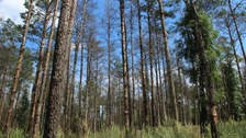 Durch Kiefernspanner (Bupalus piniaria) geschädigter Kiefernbestand