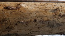 Brutbild des Zwölfzähnigen Kiefernborkenkäfers (Ips sexdentatus) im Splintholz
