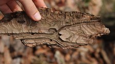 Brutbild des Zwölfzähnigen Kiefernborkenkäfers (Ips sexdentatus) in der Rinde