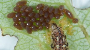 Schwebfliege