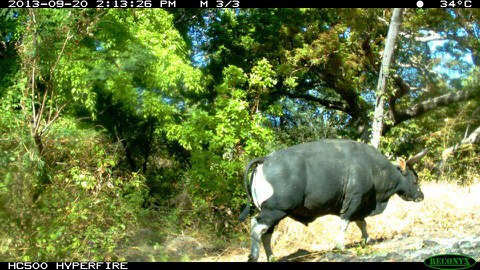 Bos javanicus javanicus