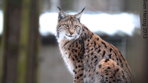 Luchs