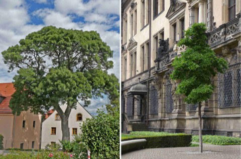 Einzelbäume in urbaner Umgebung