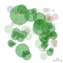Plot of mangrove tree network