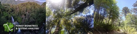 Fotos von Nothofagus und Araucaria Wäldern in Südchile
