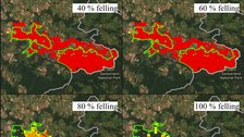 Schaden in zwanzig Jahren bei 3 Käfergenerationen pro Jahr