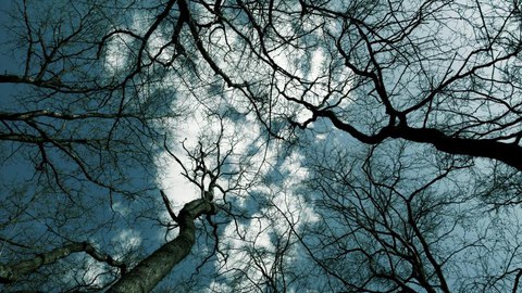 Blick in die Baumwipfel. Die Kronen mehrerer Bäume ohne Blätter sind zu sehen. Dahinter der blaue Himmer mit einer weißen Wolke.