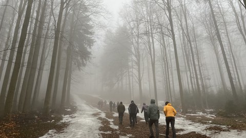 Beech forest near Altenberg