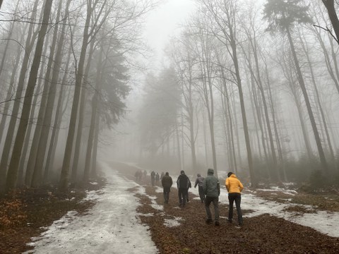 Beech forest near Altenberg