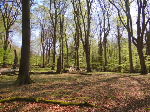 Buchenwald Rügen
