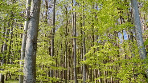 Buche auf Rügen