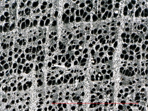 Historic charcoal, Fagus sylvatica L. (200x magnification)