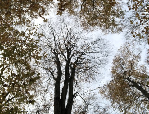 Buchenkrone 