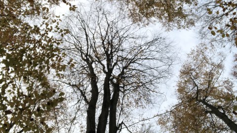 Beech crown 