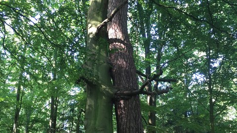 Beech and pine