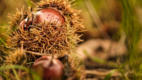 Sweet chestnut
