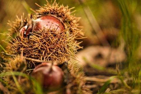 Sweet chestnut