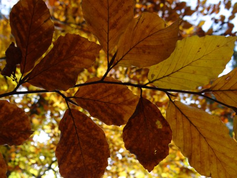 Beech leaves