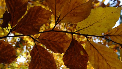 Beech leaves