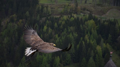Eagle