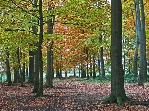 Beech forest in autumn