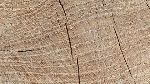 Tree rings