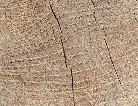 Tree rings