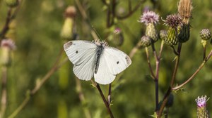Foto von einem weißen Schmetterling inmitten von noch geschlossenen Disteln von nahen
