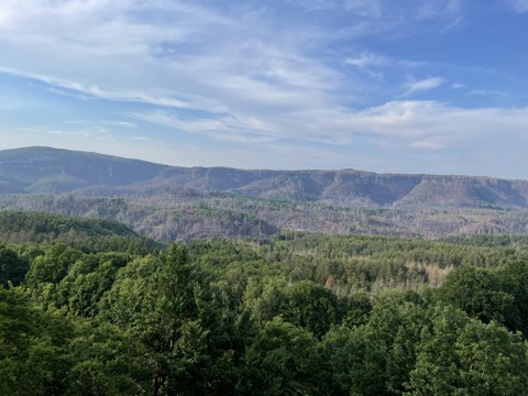 Forest with burned areas