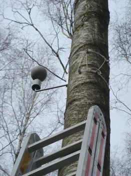 Projekt 3D Wald