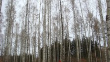 Projekt 3D Wald