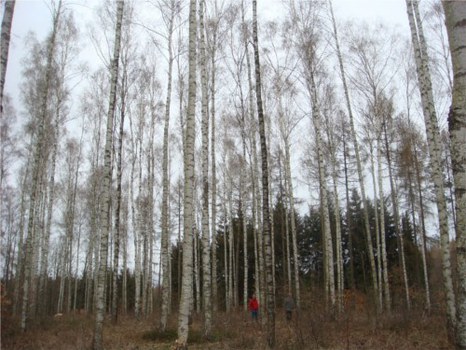 Projekt 3D Wald