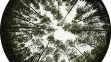 Projekt 3D Wald
