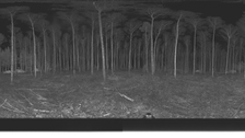 Projekt 3D Wald