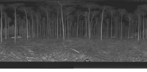 Projekt 3D Wald