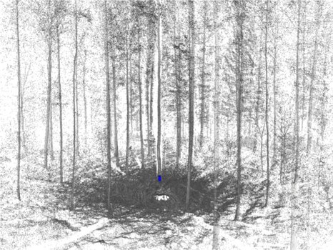 Projekt 3D Wald