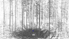 Projekt 3D Wald