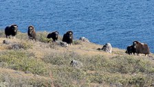Moschusochsen am Tasersuatsiaq