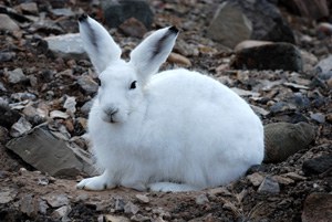 Gegentlicher Besucher im Feldcamp: ein Schneehase 