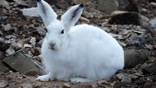 Gegentlicher Besucher im Feldcamp: ein Schneehase 
